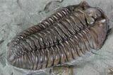 Inflated Flexicalymene Trilobite - Top Quality Example #85586-3